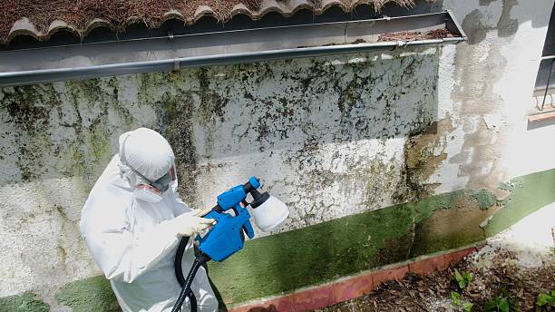 Trusted Attic Mold Removal service in Barnesville, MD - Cheap Mold Removal